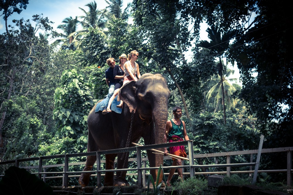 MillenniumElephant-3